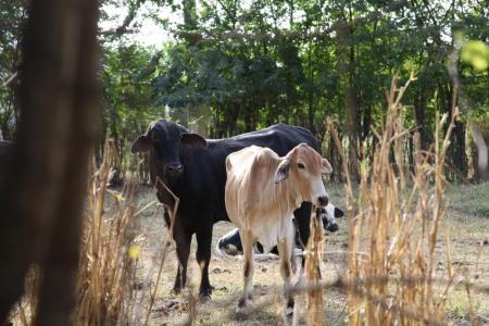 Чемпионат Мира 2014. Отбой полета и Церемония открытия.