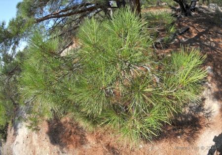 "Воздушное братство". Культурная программа.