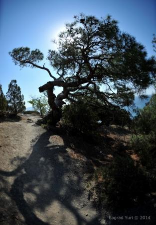 "Воздушное братство". Культурная программа.