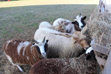 Шары по-немецки, шары по-французски...