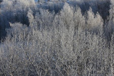 Тульский взгляд на "Яблоки на снегу". Фоторепортаж Константина Томенчука