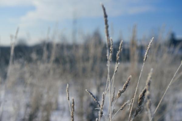 Мороз, солнце и аэростаты. Фоторепортаж Владимира Грекова с Рождественской фиесты "Яблоки на снегу"