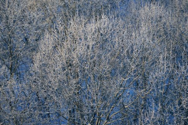 Мороз, солнце и аэростаты. Фоторепортаж Владимира Грекова с Рождественской фиесты "Яблоки на снегу"