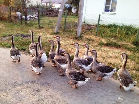 1-й ЧеВО. Активно идет подготовка!