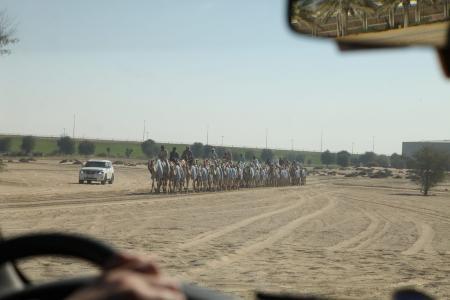 WAG - 2015. Фоторепортаж Николая Рябцева. Начало