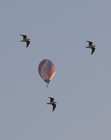 WAG - 2015. Фоторепортаж Николая Рябцева. Начало