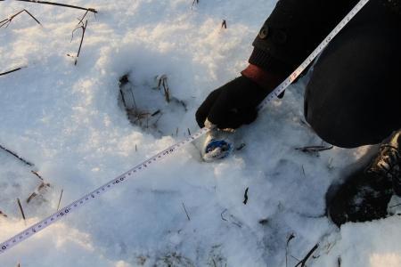 Яблоки на снегу 2016. Дмитров. Фоторассказ измерителя