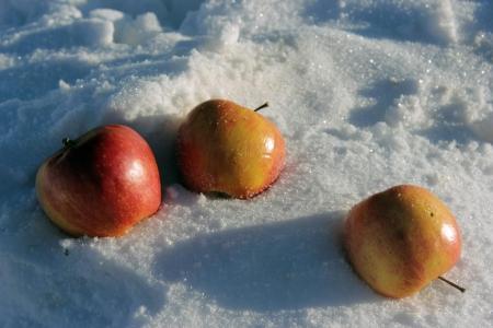 Яблоки на снегу 2017. Минск